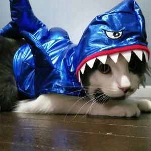 Meet your Posher, Anne